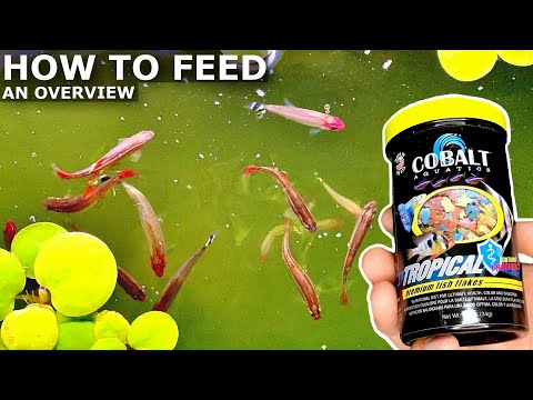 How to Feed Aquarium Fish | How Much, How Often, and Fasting