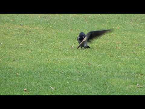 Playtime For A Crow With A Stick