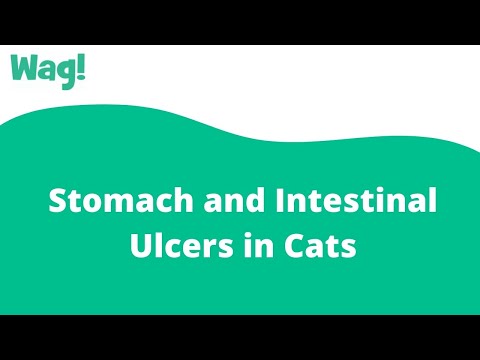 Stomach and Intestinal Ulcers in Cats | Wag!