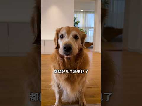 tobo ka school beg fat gya lekin mamma ne naya beg nahi dilaya#dog #youtubeshorts #viralshorts #cat