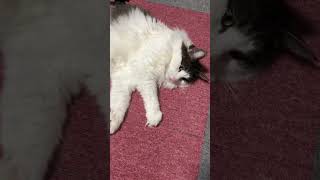 暑くて寝てばかりの猫【ノル猫ミロシー】 #shorts