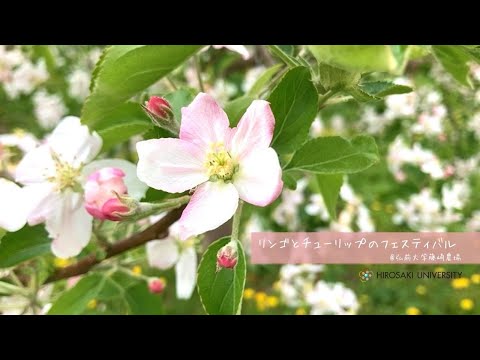 リンゴとチューリップのフェスティバル（藤崎農場）