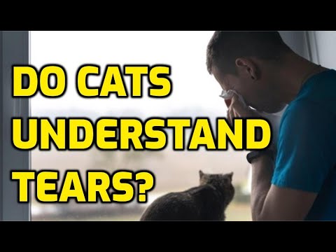 Why Does My Cat Come To Me When I Cry? - YouTube