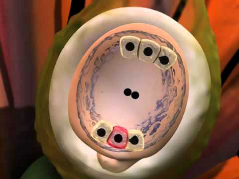 Dupla Fertilização em Angiospermas