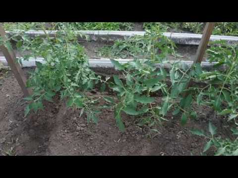 Как чувствуют себя томаты, после березового дегтя.