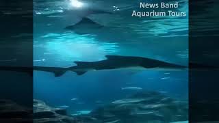 Aquarium Tours Travel and Discover 6 : Walking in the Water