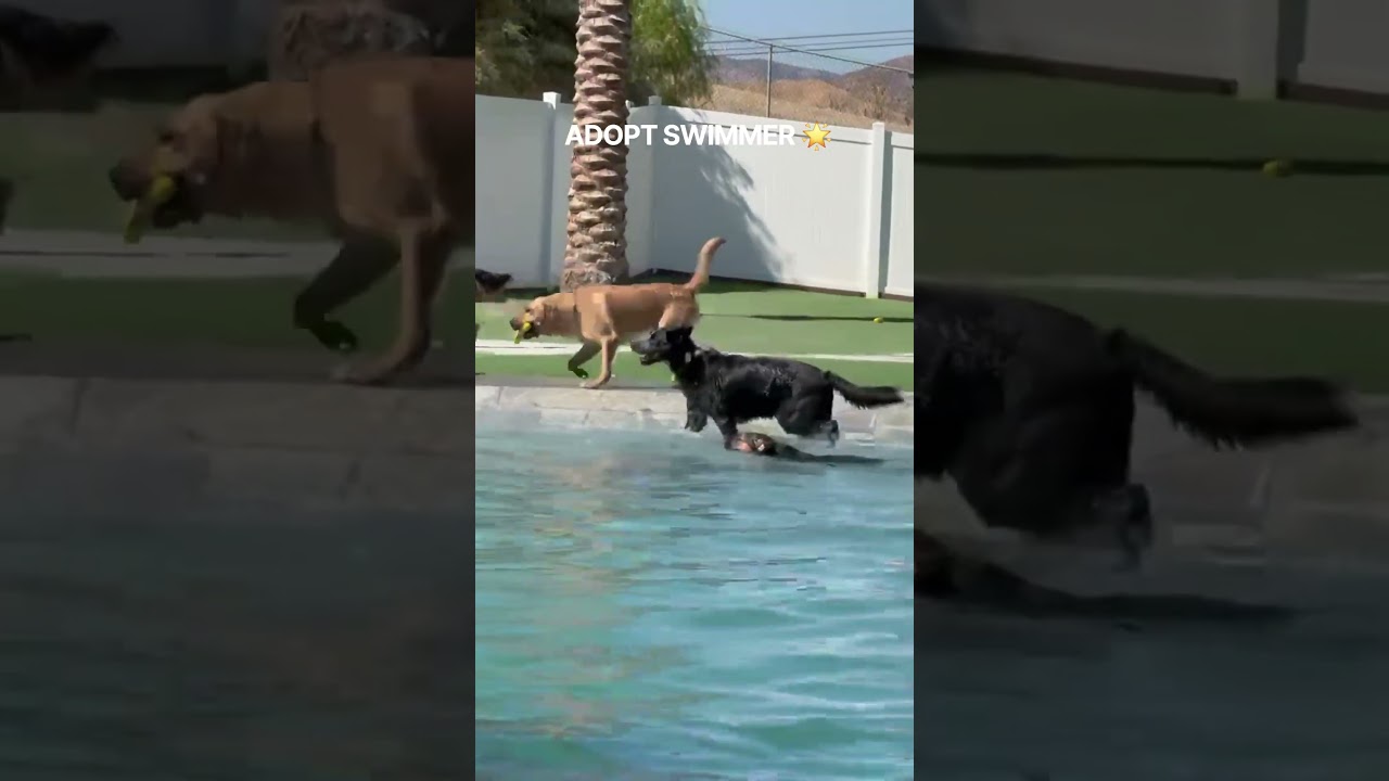 Enlarge Mini Ranger shortstack swimmer, a Adoptable mixed breed in Huntington Beach, CA video 3/3