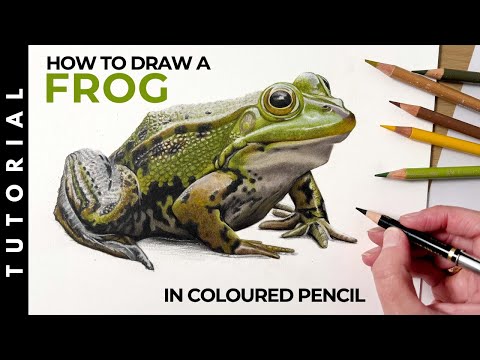TUTORIAL | How To Draw A Frog In Colored Pencil