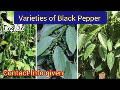, title : 'Black Pepper Varieties  /  Varieties of black Pepper / suitable weather conditions / pepper farming'