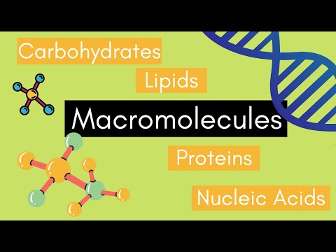 Beginners Guide to MACROMOLECULES