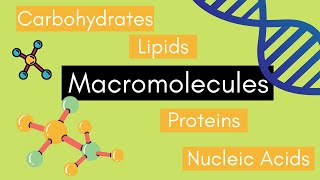 Beginners Guide to MACROMOLECULES