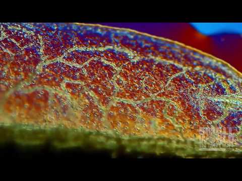 Blood Circulation in the Tail of a Cane Toad Tadpole | 2016 Nikon Small World