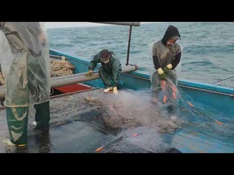 Amazing Gill Net Fishing Line On the Boat #11