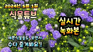 2024년 5월 1일  예쁜식물들 보면서 랜선으로 아이쇼핑하면서  수다즐겨봐요. #양재꽃시장 #식물튜브 #식…