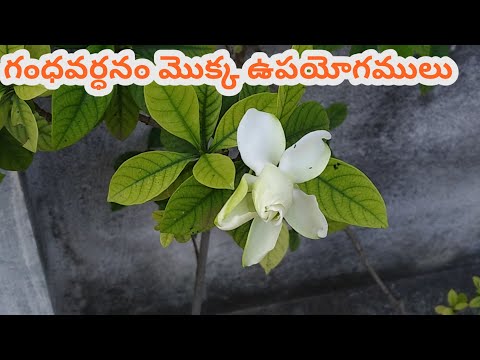 గంధవర్ధనం మొక్క ఉపయోగములు || Gardenia jasminoids|use in Telugu