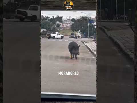 JAVALI GIGANTE VOLTA A SER FILMADO EM SOLEDADE