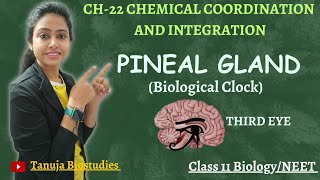 Ch-22 Chemical Coordination & integration| Endocrine glands| Pineal Gland| Class 11 Biology/NEET
