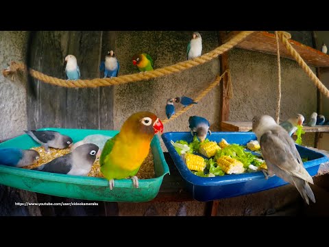 Lovebirds Mealtime - Corn and Lettuce - They love it