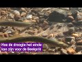Door de aanhoudende droogte dreigt de Beekprik uit te sterven - BuitenGewoon