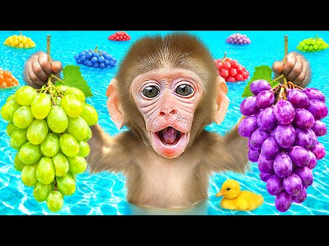 KIKI Monkey Swim in Swimming Pool Full of Grape & Eats Fruit with His Duck Friend | KUDO ANIMAL KIKI