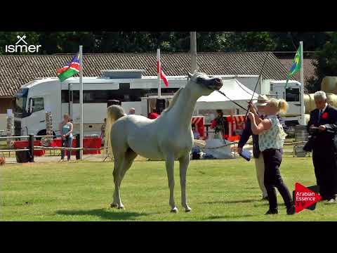 N.60 MB MIANO - Strohen 2018 C European