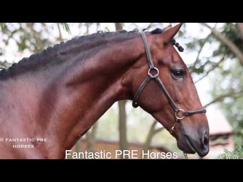 SOLD - FANDANGO 2015 Gelding PRE-Andalusian , PIRO FREE & CLEAN XRAYS