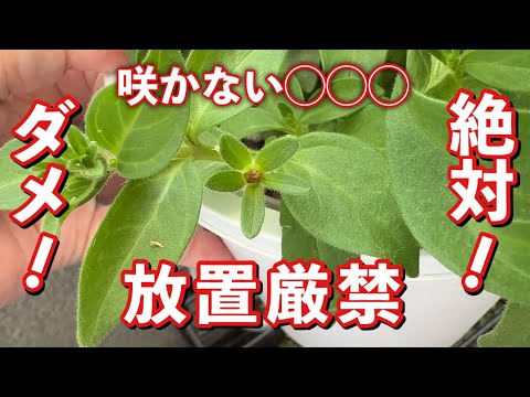 園芸 Maceron、大きなマケドニアパセリ