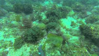 preview picture of video 'Scuba Diving Sesimbra Gopro'