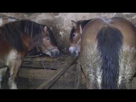 Caii lui Romica Racasan de la Sannicoara, Cluj - 2019 Nou!!!