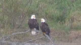 preview picture of video 'Bald Eagles On The Rogue River, Gold Beach, OR'