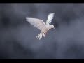 Demis Roussos - Una Paloma Blanca