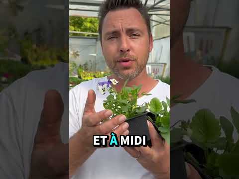 Connaissez vous la Pensée 🌸