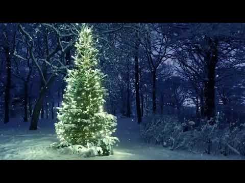 [10 Hours] Snowfall on Christmas Tree in the Woods - Video & Audio [1080 HD] Slow TV