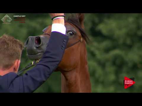 N.52 A KANZ OF KOSSACK - Chantilly 2017 European Breeders'Championship - Yearling Colts (Class 5A)