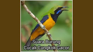 Download lagu Suara burung cucak cungkok gacor mp3