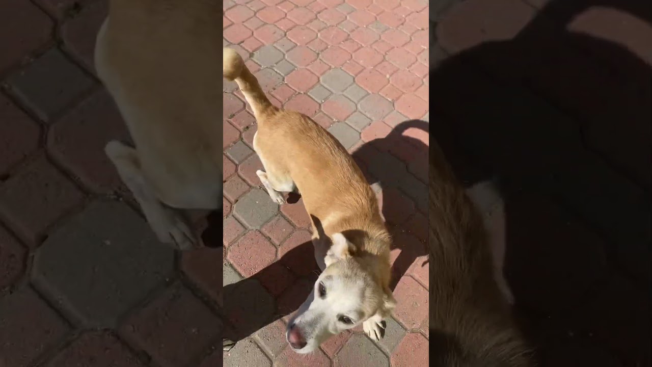 Bodie, a Adoptable mixed breed in Escondido, CA video 6/6