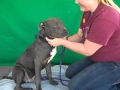 Ernie A4664171