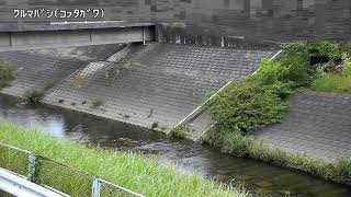 車橋映像監視局