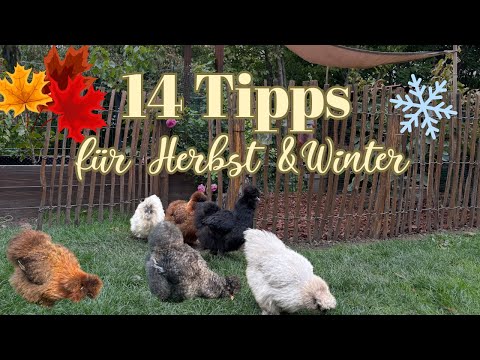 So machst du deine Hühner fit für Herbst & Winter 🐓🍁❄️