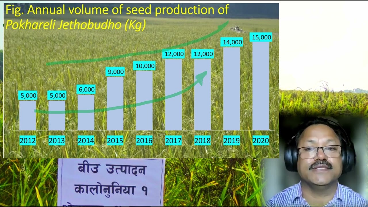 Maintaining Breeder Seed and Source Seed of Pokhareli Jethobudho & Other PCI/PPB Bred Varieties