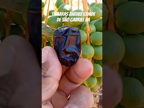 cidade de SÃO GABRIEL BA ná produção de tâmaras. a produção segue firme #viralshort