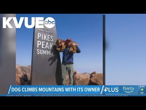Colorado dog climbs mountains with its owner - YouTube