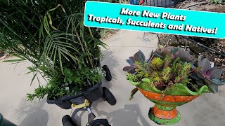 Picking Out Plants at The Garden Center || Native Plants & Making a  Succulent Planter