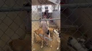 Video preview image #1 German Shorthaired Pointer-Unknown Mix Puppy For Sale in El Centro, CA, USA
