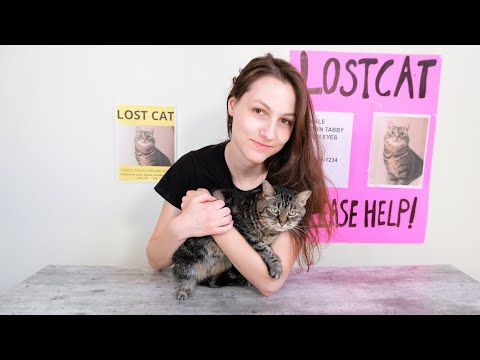 How To Find A Lost Cat: What To Do If Your Cat Goes Missing