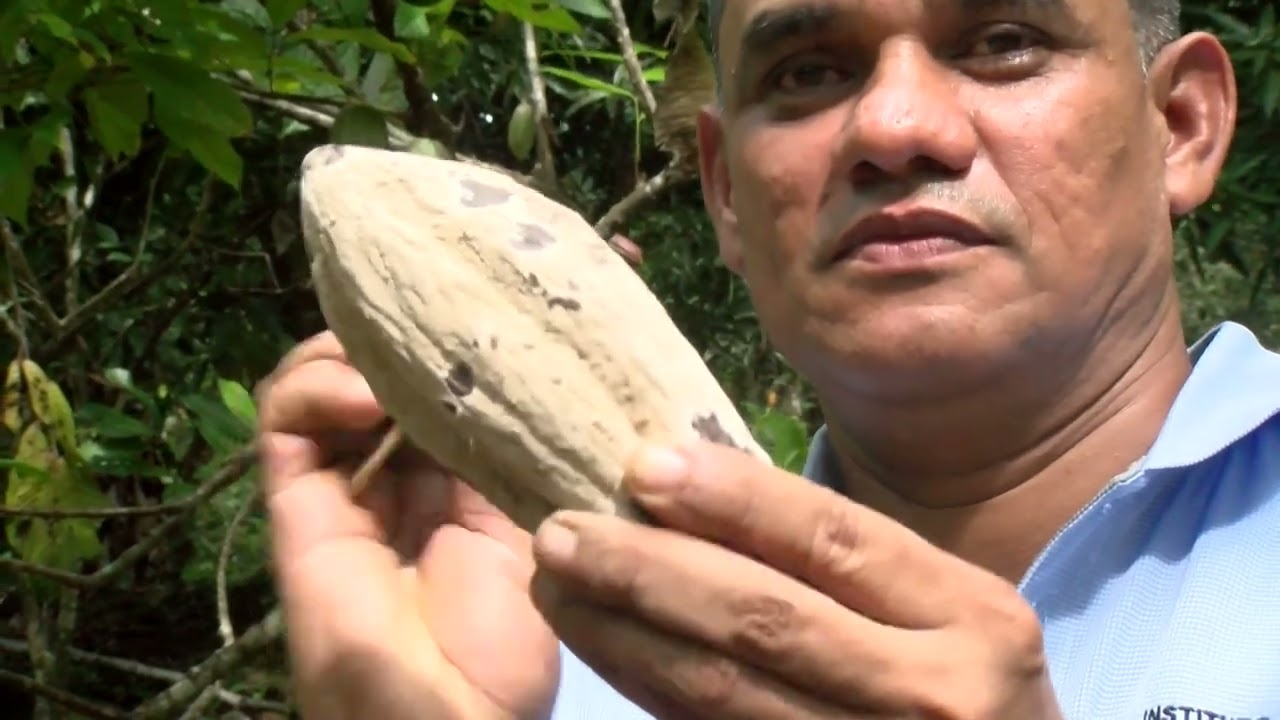 Presencia de Monilia y Recomendaciones