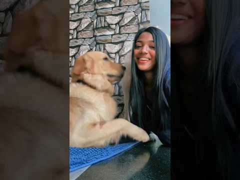 Amala shaji dogs alaparaigal😂😂😂