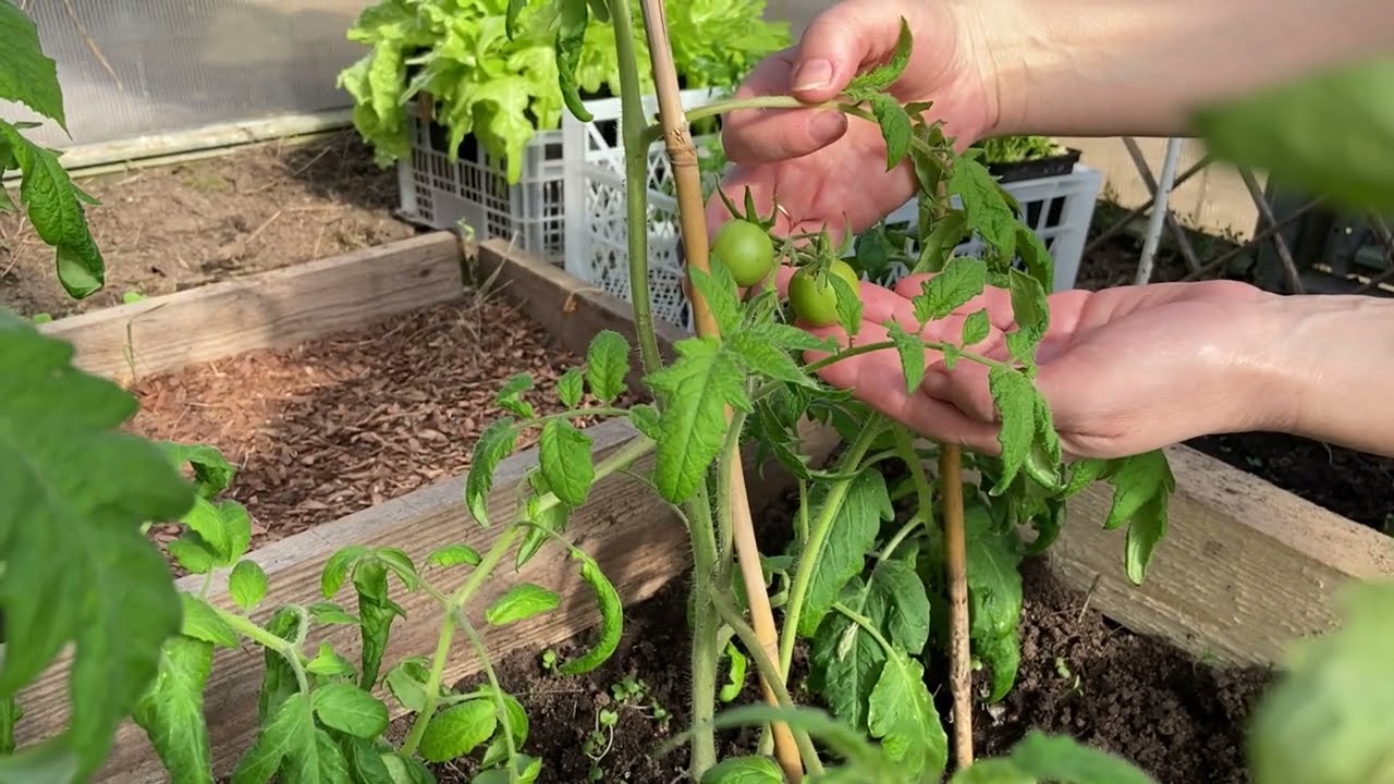 Посейте эти томаты в апреле и в мае для большого урожая!