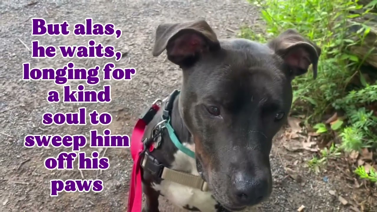 Enlarge Bobby, a Adoptable mixed breed in Greenbelt, MD video 3/5
