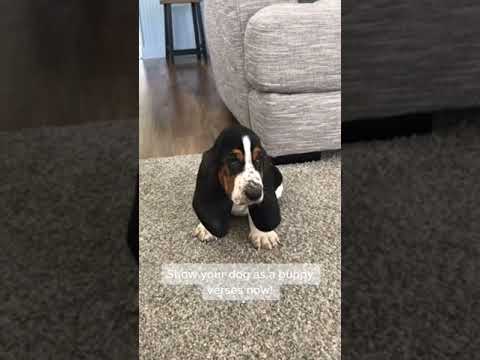🐶Basset Hound Dog | As A Puppy vs. Now😍😍 #shorts